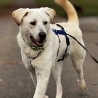 Brico sucht sein Zuhause, Hund zur Adoption