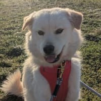 Cindy 💗 wartet in 12529 Schönefeld, Hündin zur Adoption