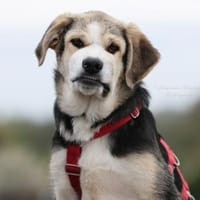 PLUMA ☀ unser purer Sonnenschein, Hündin zur Adoption