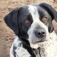 MILLA - aus dem Canile gerettet, Hündin zur Adoption