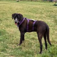 HOUSTON - er hat KEIN Problem!, Hund zur Adoption