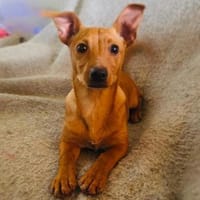 Acho sucht ein Zuhause, Hund zur Adoption