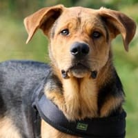 ARCO - SOS!!! Pflegestelle oder Zuhause!, Hund zur Adoption