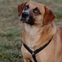 Vili-LM, intelligenter Bursche, Hund zur Adoption