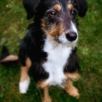 Junghund Skittle wartet in 59427 Unna, Hund zur Adoption