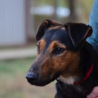 Liebenswerter Fixi in 47574 Goch, Hund zur Adoption