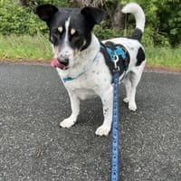 Jimmy sucht hundeerfahre Menschen, Hund zur Adoption