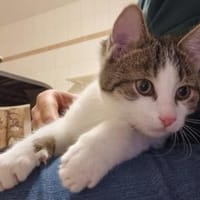 Flurry, süßer Jungkater, Kater zur Adoption