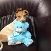 Arko - unser Sonnenschein sucht dich!, Hund zur Adoption