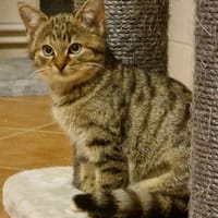 Jasmin, niedliche Jungkatze, Katze zur Adoption