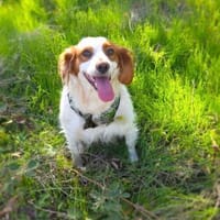 Emma ein perfektes Mädchen, Hündin zur Adoption