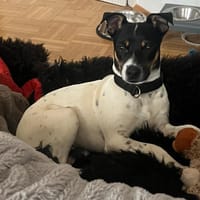 Redford - lernwillig und sozial, Hund zur Adoption