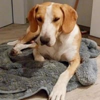 Toni - auf Pflegestelle in 47652 Weeze, Hund zur Adoption