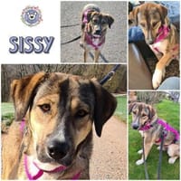 SISSY * liebevoll und verschmust, Hündin zur Adoption