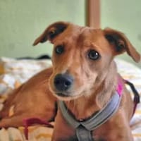 CANDELA - auf Pflegestelle in Berlin, Hündin zur Adoption