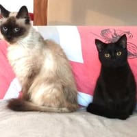 IGNATZ - unser gemütlicher Siamkater -, Kater zur Adoption