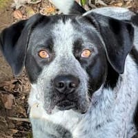 MERCEDES - aus dem Canile gerettet, Hündin zur Adoption