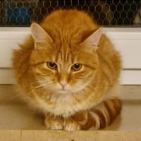 Toffee, süßer Jungkater, Kater zur Adoption