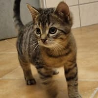 Mac, süßer Jungkater, Kater zur Adoption