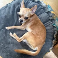 Teddy  kleiner Chihuahua-Junge, Hund zur Adoption