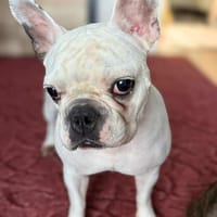 Lulu - ist ausgeglichen, Hündin zur Adoption