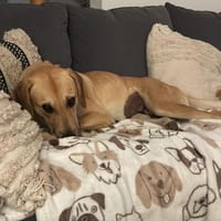 Zuhause gesucht für Grace, Hündin zur Adoption