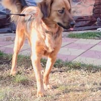 Nicko ein perfekter Familien Hund, Hund zur Adoption