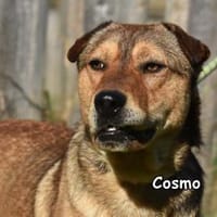 COSMO, Hund zur Adoption