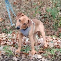 🐾 Kiara sucht ihr Für-immer-Zuhause! 🐾, Hündin zur Adoption