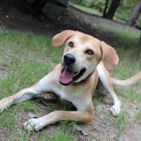 Klaas Knopf - toller Familienhund, Hund zur Adoption