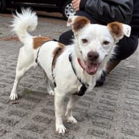 Pamela,aufgeweckt, lernwillig,verschmust, Hündin zur Adoption