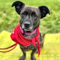 MASHA - auf Pflegestelle in NRW, Hündin zur Adoption