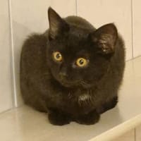 Baghi, süßer Jungkater, Kater zur Adoption