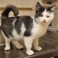 Freddy, Jungkater mit kl. Handicap, Kater zur Adoption