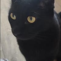 Einzelprinz Blacky in 86154 Augsburg, Kater zur Adoption