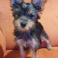 Drei kleine Yorki Mixe suchen ihr Glück, Hund zur Adoption