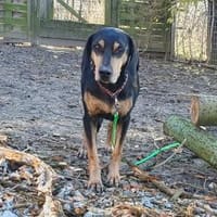 Bettina - wartet in 42859 Remscheid, Hündin zur Adoption