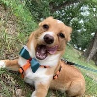 Prince sucht sein Prinzenpaar, Hund zur Adoption