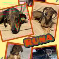 Runa- sanfte Seele!, Hündin zur Adoption