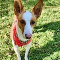 Sanfte Nami wartet in 13509 Berlin, Hündin zur Adoption