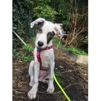 Jona - wartet in 91320 Ebermannstadt, Hündin zur Adoption