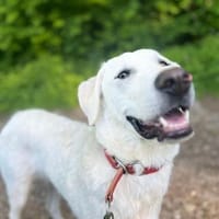 Libby wartet auf ihre Familie, Hündin zur Adoption