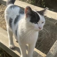 Tabea - sucht Zuhause voller Kuschelzeit, Katze zur Adoption