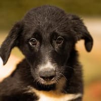 Schäfi-Mix-Welpin♥Eliana♥ 30625 Hannover, Hündin zur Adoption