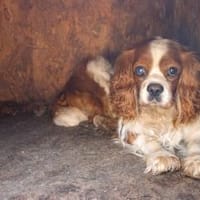 Spanko, schüchterner Cavalier Rüde, Hund zur Adoption