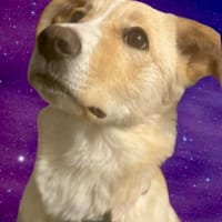 Frida  lernwillig und aufgeweckt, Hündin zur Adoption