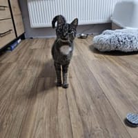 Kokko- Sucht bevorzugt Einzelplatz, Katze zur Adoption