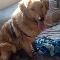 BIONDO 💙💙💙 wünscht sich ein Zuhause, Hund zur Adoption