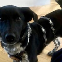 Frohnatur Amelie möchte bei dir einziehn, Hündin zur Adoption