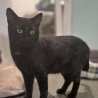 Michael- sanfter Kater sucht Zuhause, Kater zur Adoption